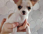 Собаки в Санкт-Петербурге: Чихуахуа Девочка, 25 000 руб. - фото 1