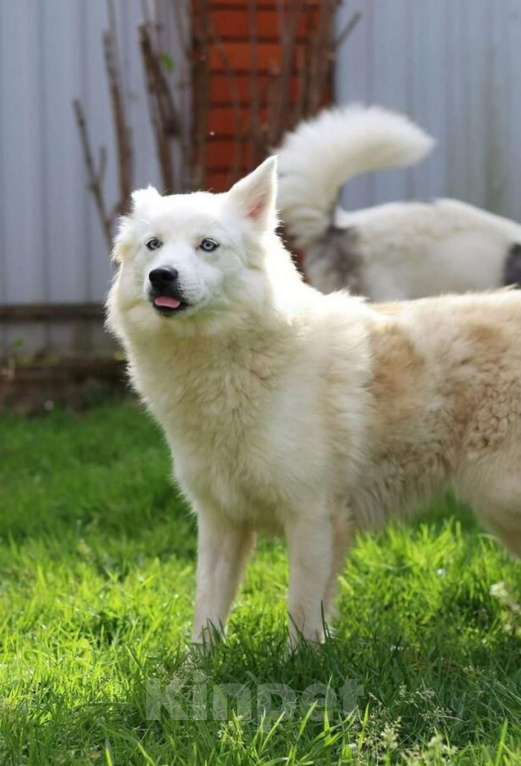 Собаки в других городах Московской области: Красивая и белоснежная собака в добрые руки бесплатно Девочка, Бесплатно - фото 3