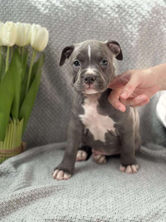 Собаки в Москве: Голубые стаффы Девочка, 45 руб. - фото 6