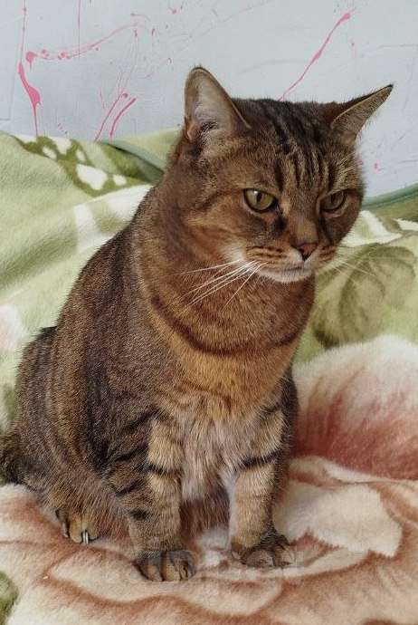 Кошки в Мытищах: Отдам в хорошие руки Котиков Мальчик, Бесплатно - фото 6