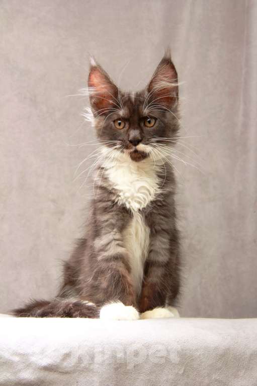 Кошки в Москве: Красавица с окрасом дымная с белым Девочка, 40 000 руб. - фото 6