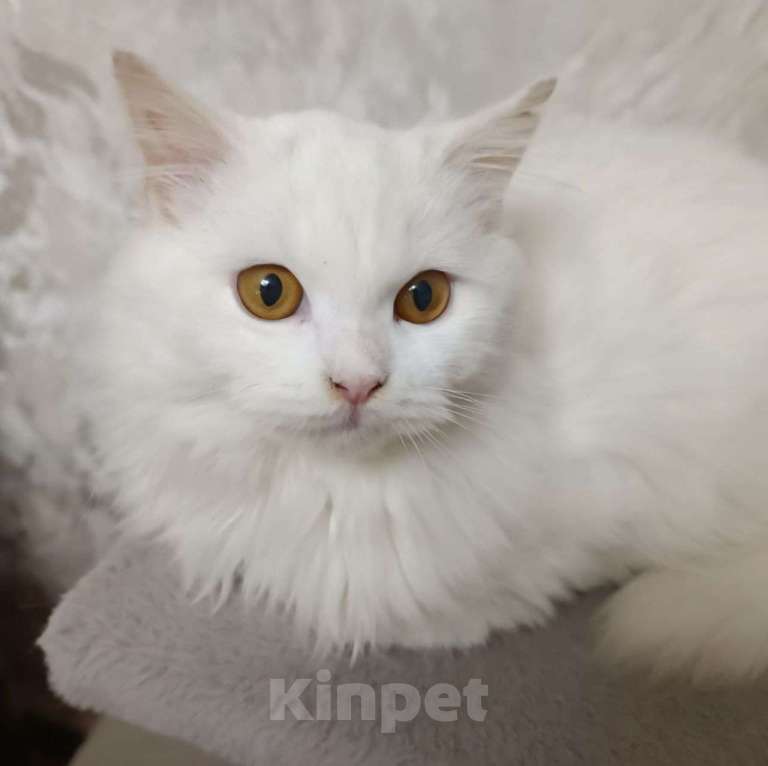 Кошки в Москве: Пушистая белая кошечка в добрые руки 🆘️ Ее выпустят после стерилизации, если никто не откликнется Девочка, Бесплатно - фото 3