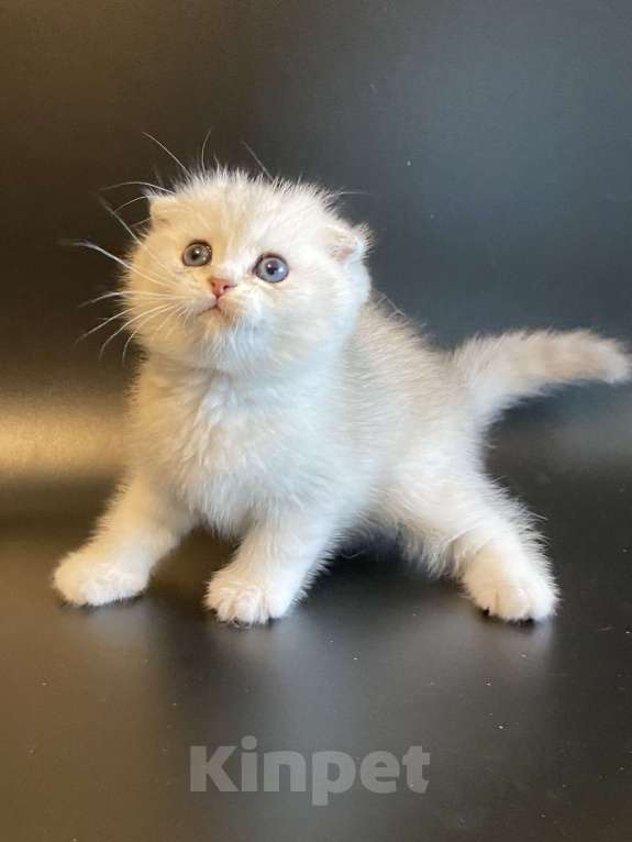 Кошки в Москве: Барни Мальчик, 40 000 руб. - фото 4