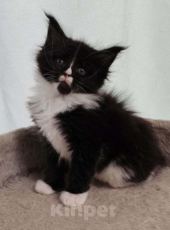 Кошки в Люберцах: Котенок мейн-кун Девочка, 50 000 руб. - фото 5