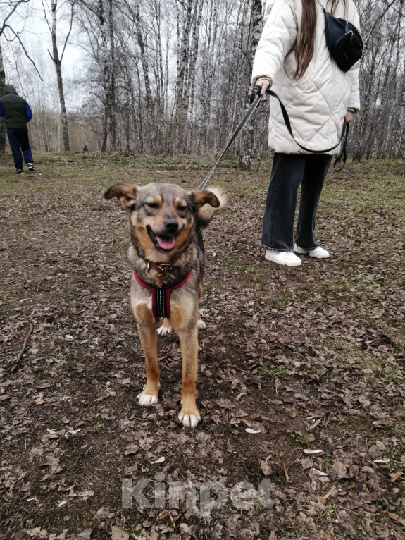 Собаки в Москве: Пеппи Длинныйчулок Девочка, 10 руб. - фото 3