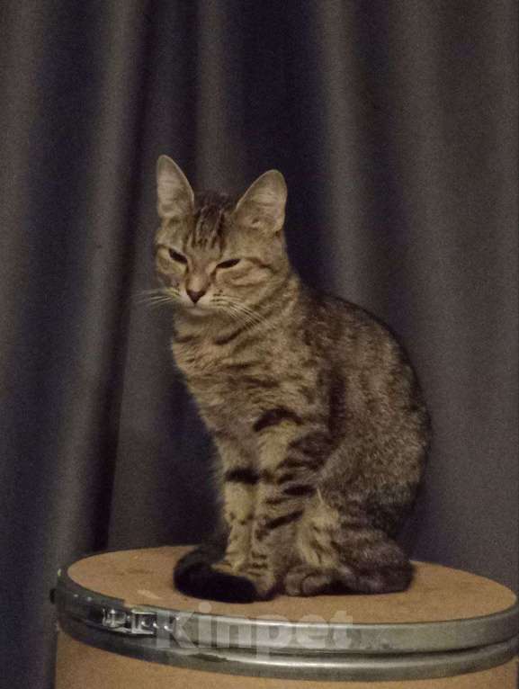 Кошки в Санкт-Петербурге: Пропала кошка Девочка, 1 000 руб. - фото 2