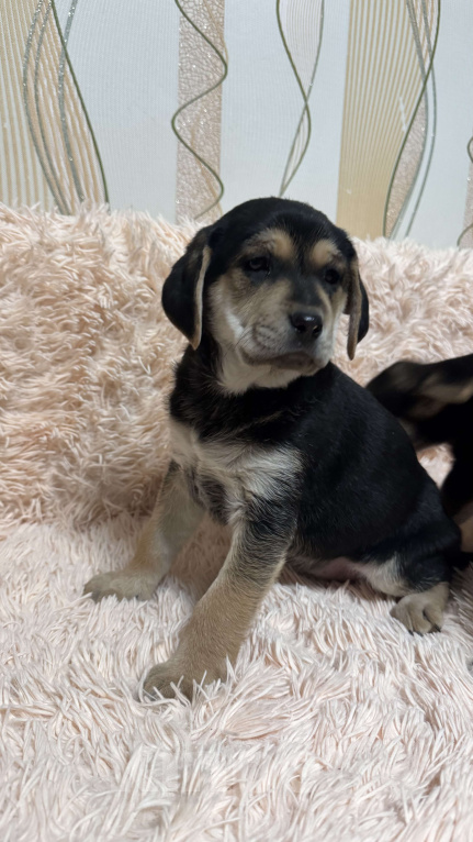 Собаки в Симферополе: Принцесска ищет дом Девочка, 100 руб. - фото 4