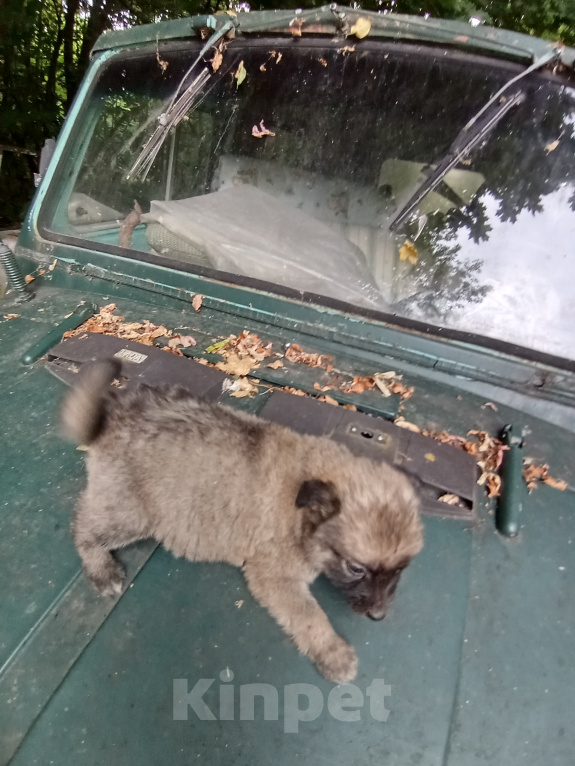 Собаки в других городах Липецкой области: Отдам в дар девочек дворняжек во двор Девочка, Бесплатно - фото 3