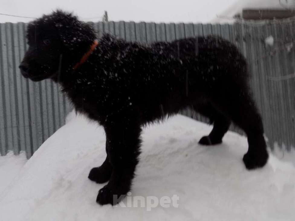 Собаки в Москве: Щенки лабрадор-ретривер, девочки mix Девочка, 15 000 руб. - фото 4