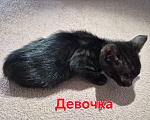 Кошки в Новосибирске: Бенгальские котята Девочка, 15 000 руб. - фото 4