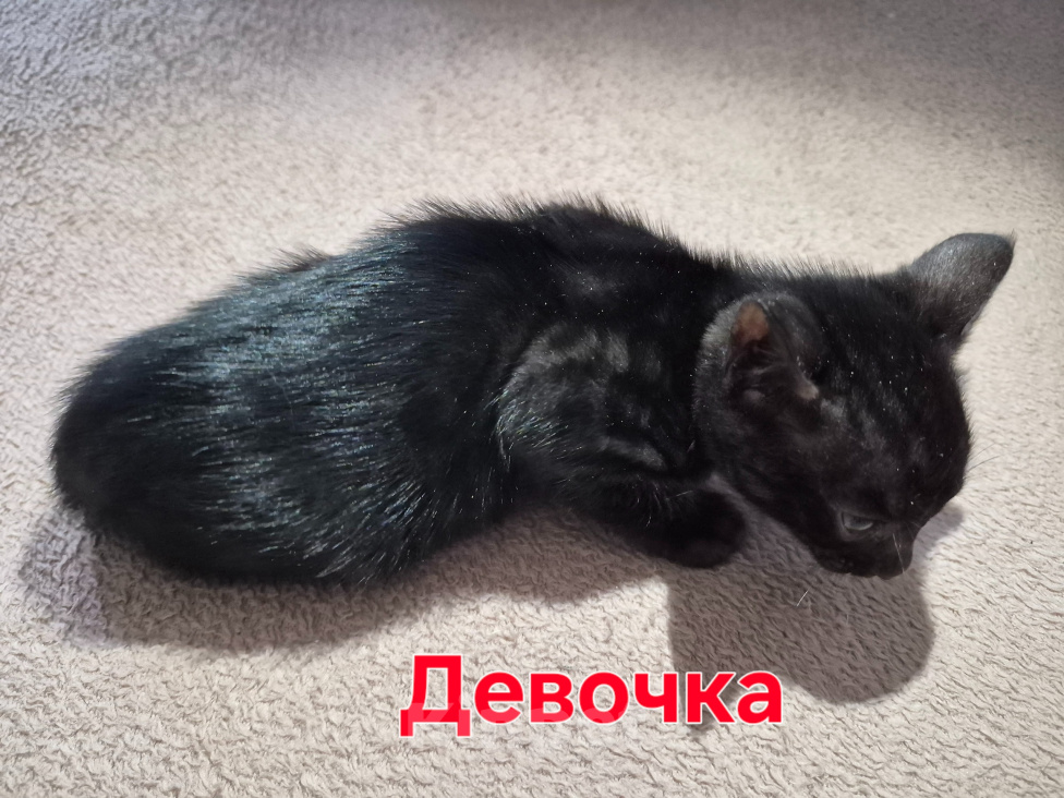 Кошки в Новосибирске: Бенгальские котята Девочка, 15 000 руб. - фото 4