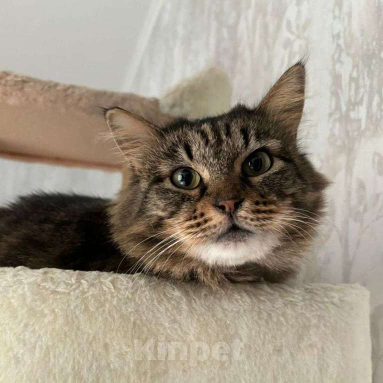 Кошки в Москве: Пушистую кошечку нашли на трассе 🆘️ Срочный поиск дома Девочка, Бесплатно - фото 2