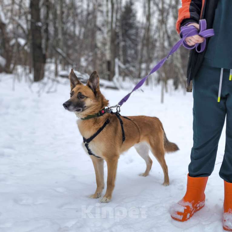 Собаки в Москве: Идеальная квартирная собака Мальчик, Бесплатно - фото 4
