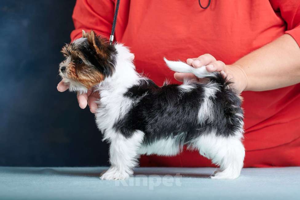 Собаки в Челябинске: Бивер терьер барышня  Девочка, Бесплатно - фото 2