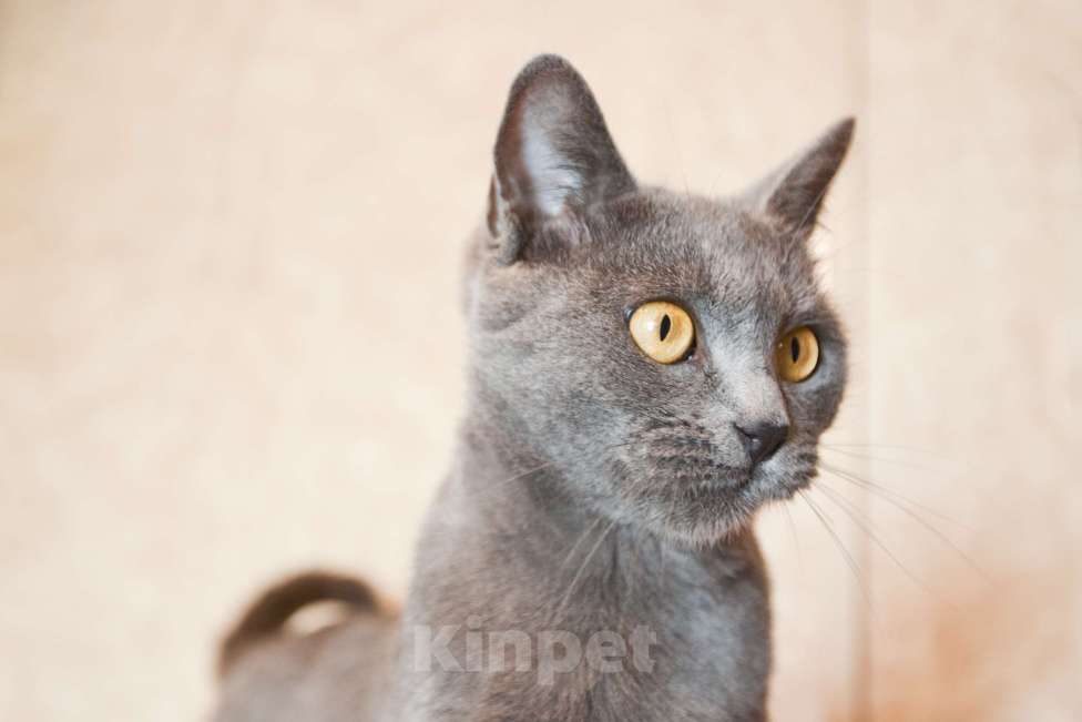 Кошки в Москве: Кошка голубого окраса в добрые руки  Девочка, Бесплатно - фото 4