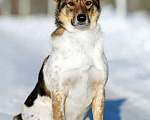 Собаки в Москве: Ваш самый лучший компаньон, молодой песик Тим в добрые руки Мальчик, 10 руб. - фото 8