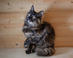 Кошки в Москве: В дар котенок Крошка - черный носик, трехцветный хвостик. Девочка, 10 руб. - фото 9