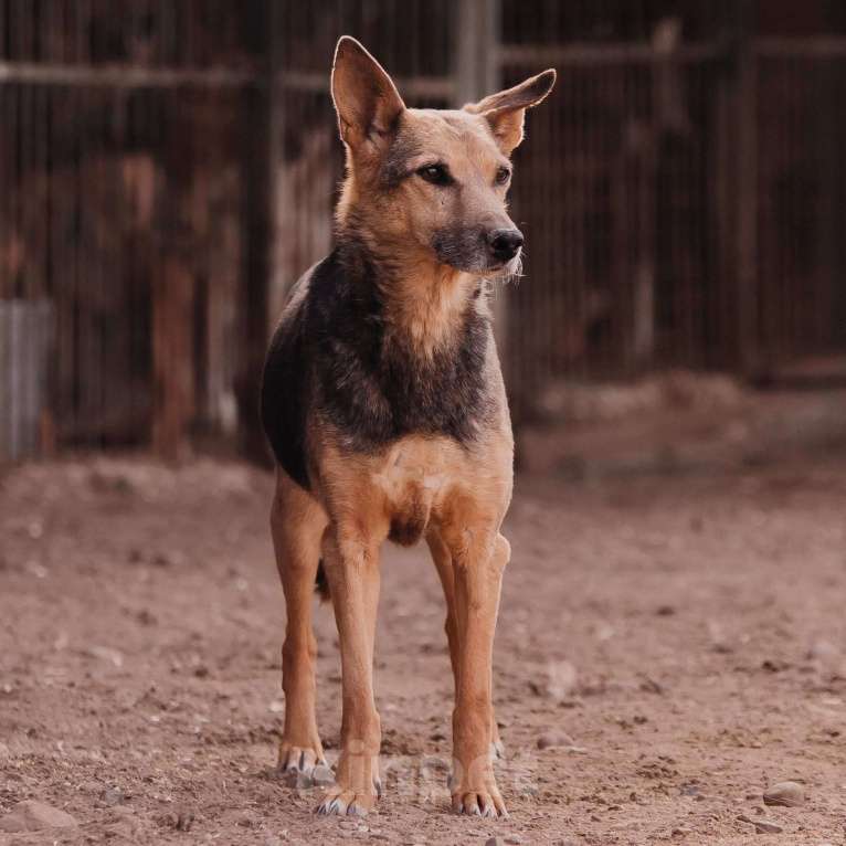 Собаки в Москве: Тесса Девочка, Бесплатно - фото 4