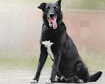 Собаки в Москве: Очаровательный Бобби в добрые руки  Мальчик, Бесплатно - фото 4