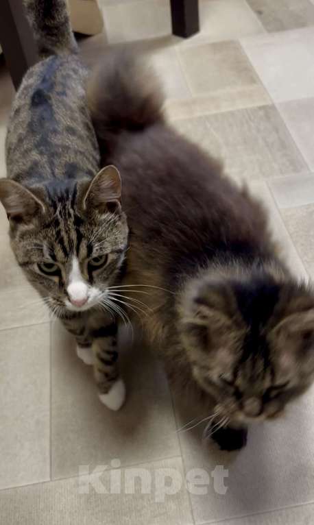 Кошки в Санкт-Петербурге: Молодой ласковый шпротик в добрые руки Мальчик, Бесплатно - фото 7