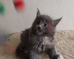 Кошки в Химках: Полидакт мейн-кун котята Девочка, 30 000 руб. - фото 2