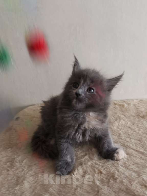 Кошки в Химках: Полидакт мейн-кун котята Девочка, 30 000 руб. - фото 2
