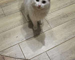 Кошки в Москве: Котик в добрые руки  Мальчик, Бесплатно - фото 3