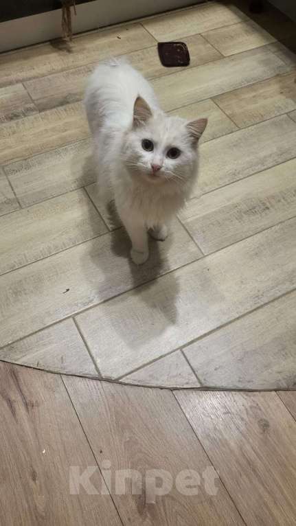 Кошки в Москве: Котик в добрые руки  Мальчик, Бесплатно - фото 3