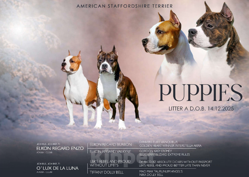 Собаки в других городах Московской области: Мальчик амстафф Мальчик, 60 000 руб. - фото 2