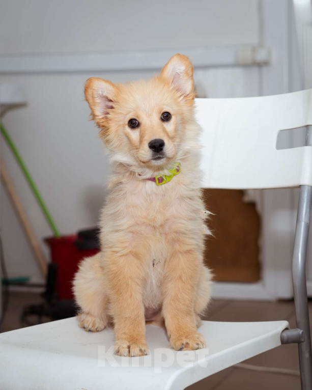 Собаки в Москве: Девочка, 3 месяца в добрые руки Девочка, Бесплатно - фото 1