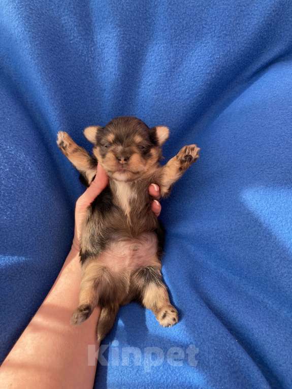 Собаки в Москве: Крупный йорк мальчик чёрный мрамор Мальчик, Бесплатно - фото 1