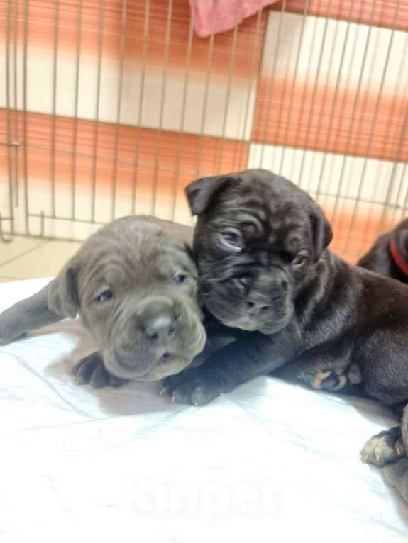 Собаки в Уфе: Продажа щенков  Мальчик, 30 000 руб. - фото 1