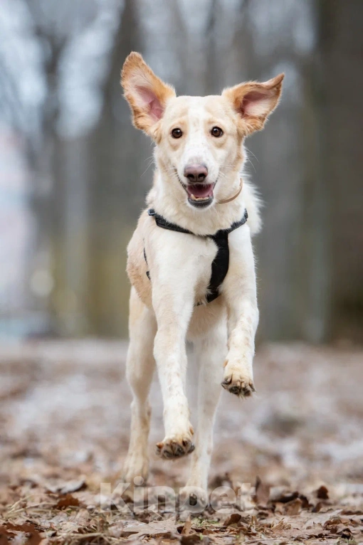 Собаки в Москве: Красавица и умница Юна Девочка, Бесплатно - фото 3