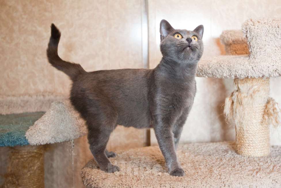 Кошки в Москве: Кошка голубого окраса в добрые руки  Девочка, Бесплатно - фото 8