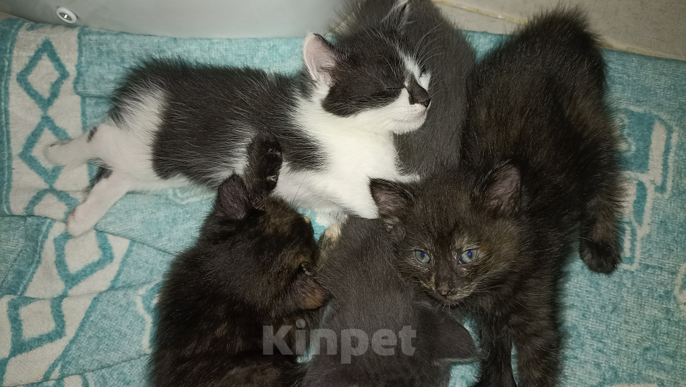 Кошки в Орске: В хорошие руки Девочка, Бесплатно - фото 1
