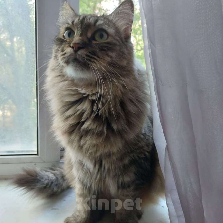 Кошки в Москве: Спокойная и добрая кошка Анфиса в добрые руки Девочка, Бесплатно - фото 6