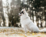 Собаки в Москве: Небольшая красавица Ронда в добрые руки Девочка, Бесплатно - фото 7
