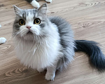 Кошки в Санкт-Петербурге: Кошка компаньон  Девочка, 1 000 руб. - фото 1