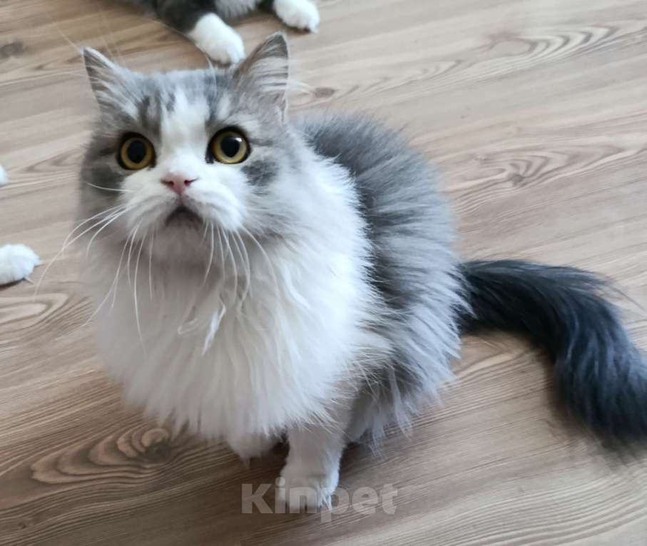 Кошки в Санкт-Петербурге: Кошка компаньон  Девочка, 1 000 руб. - фото 1