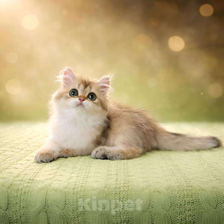 Кошки в Москве: Британская золотая короткошерстная Девочка, 40 000 руб. - фото 1