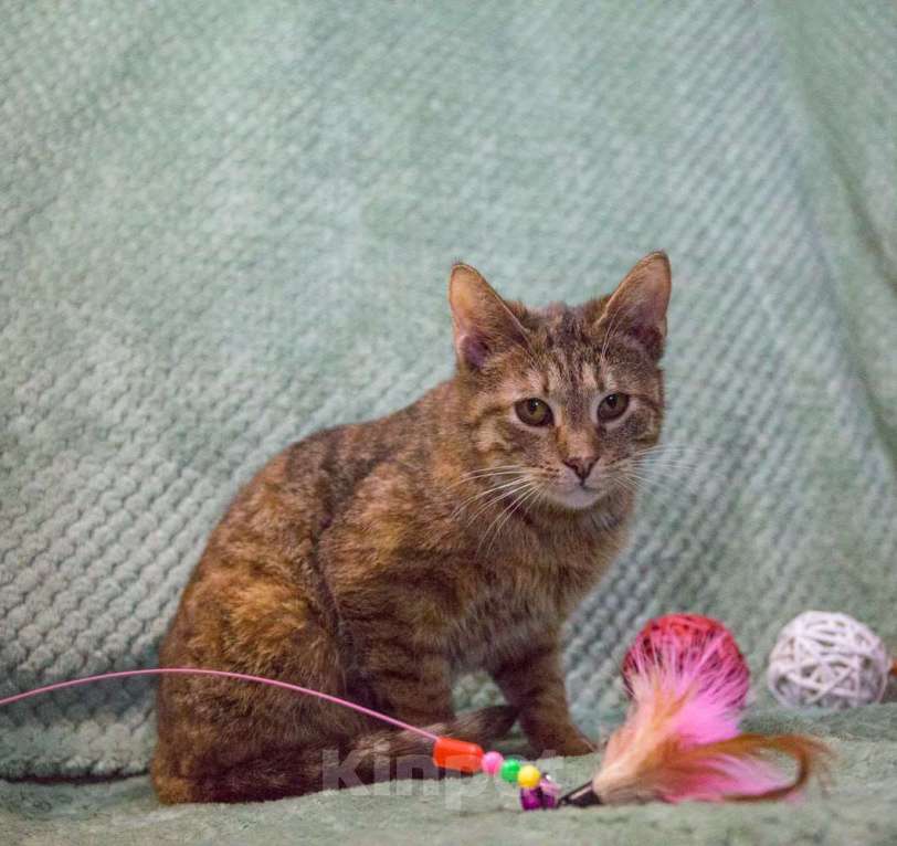 Кошки в Москве: Зендея, кошка с примесью янтаря Девочка, Бесплатно - фото 2