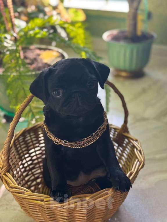 Собаки в Бердске: Продам девочка мопса Девочка, 20 000 руб. - фото 2