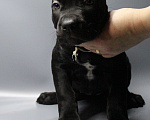 Собаки в Москве: Щенки Кане-корсо Девочка, 35 000 руб. - фото 2