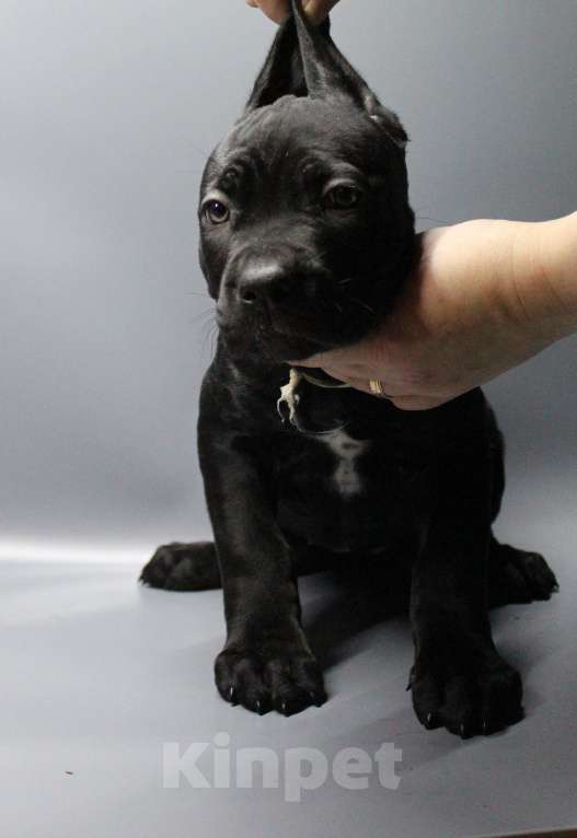 Собаки в Москве: Щенки Кане-корсо Девочка, 35 000 руб. - фото 2