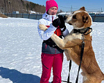 Собаки в Москве: Плюшевый и добрый спасеныш из Сургута. Мальчик, Бесплатно - фото 3