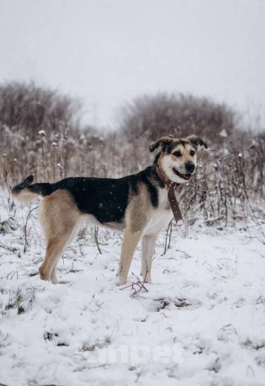 Собаки в Москве: Собака в добрые руки Девочка, Бесплатно - фото 5