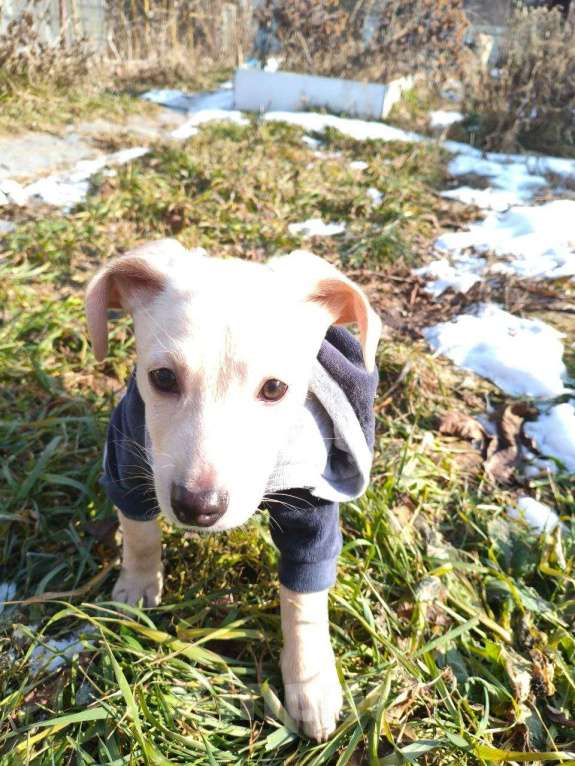 Собаки в Санкт-Петербурге: Маленький красивый щенок ищет дом Мальчик, Бесплатно - фото 7