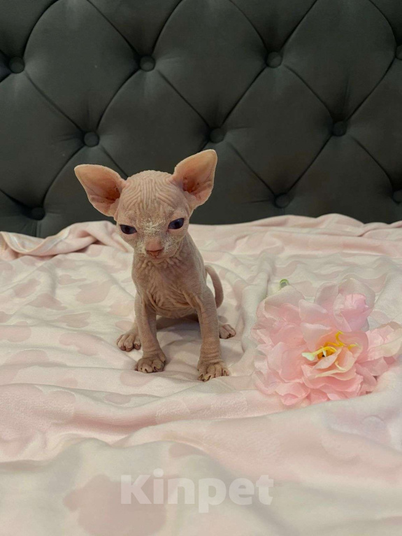 Кошки в Москве: Совершенно мистический и трогательный Мальчик, 55 000 руб. - фото 8