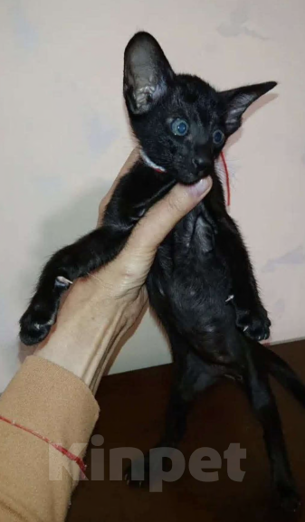 Кошки в других городах Воронежской области: Продажа ориентальных котят. Разнополые, 25 000 руб. - фото 3