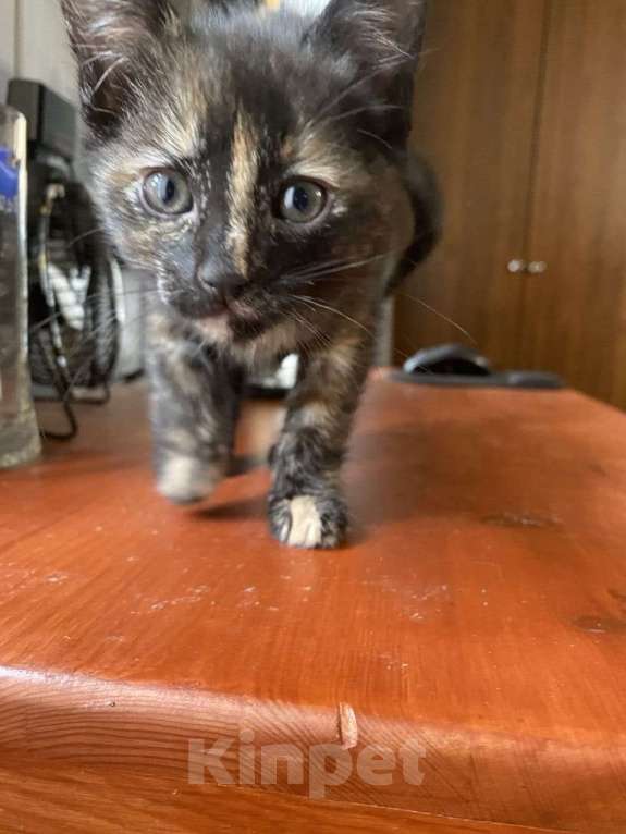 Кошки в Москве: Чудесный котенок 2 месяца в добрые руки. Девочка, Бесплатно - фото 5